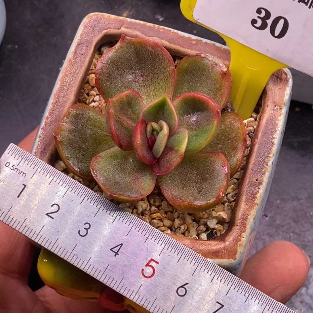 230红灯锦单头福利……