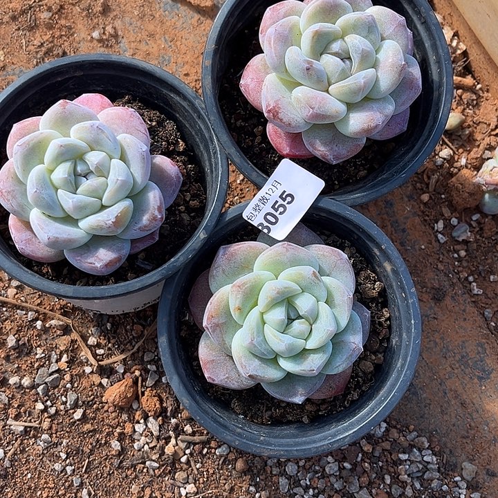 阿雅园艺。      3055冰玉三颗