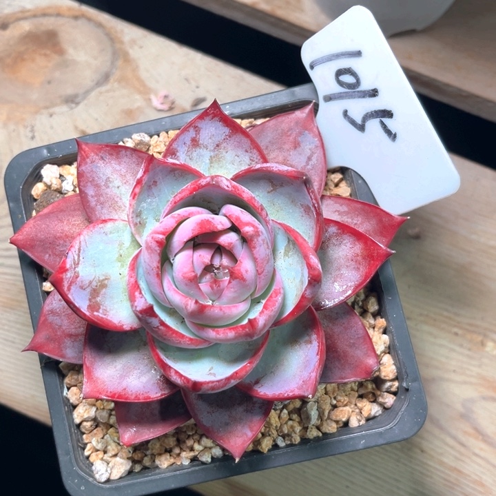 惊的1015号楼的话题了解