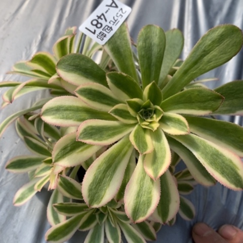 481保时捷砍过满25包邮多肉