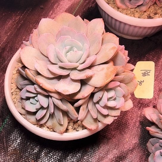 大脸奶茶30号码牌子的话