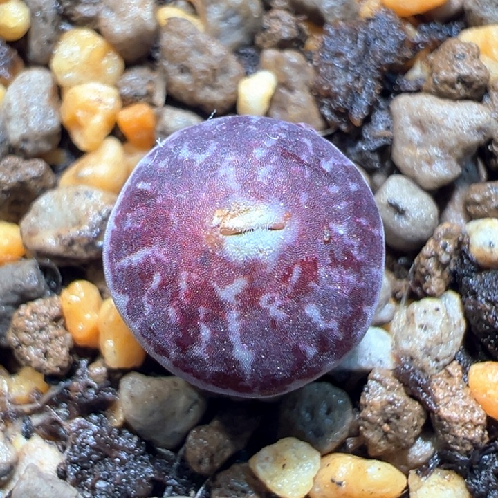 835。 青蛙种源优选青花瓷红纹稀有墨。  