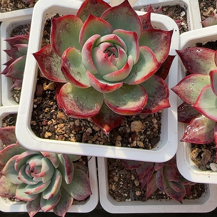 胖***丫145 惊鸿仙子多肉植物6-9cm