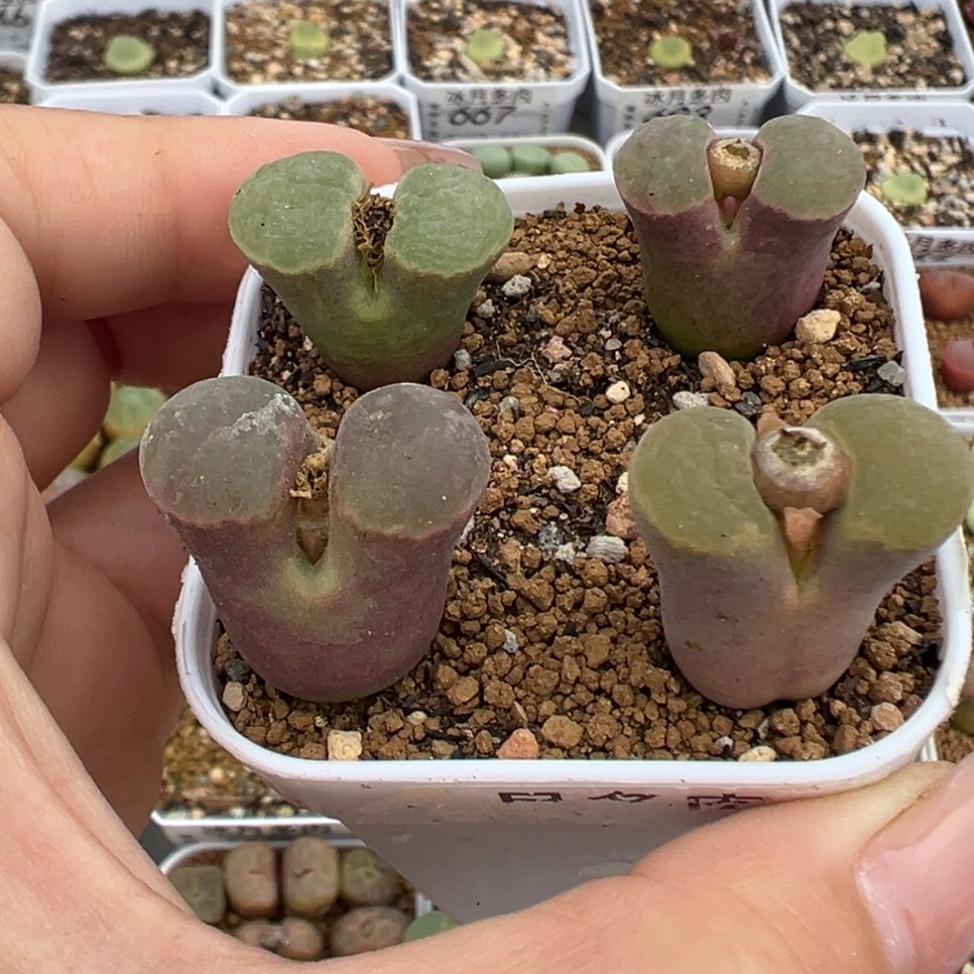 001克里普兰裸根发货