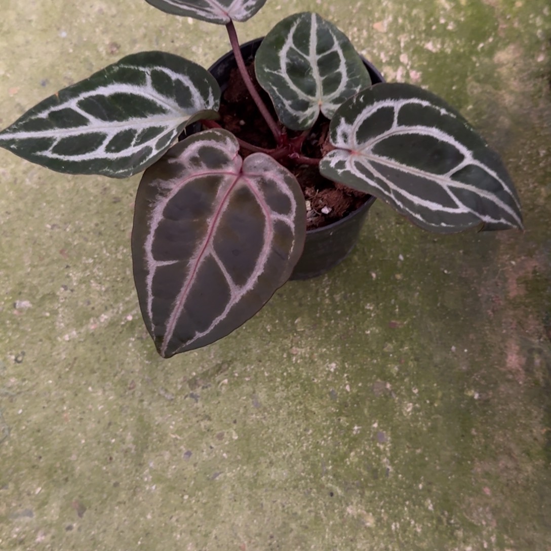 无花朵F3紫红水晶