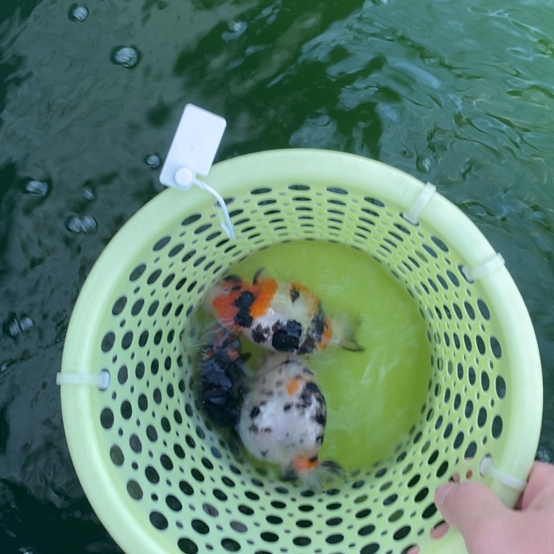 海水鱼买二送一兰寿三条