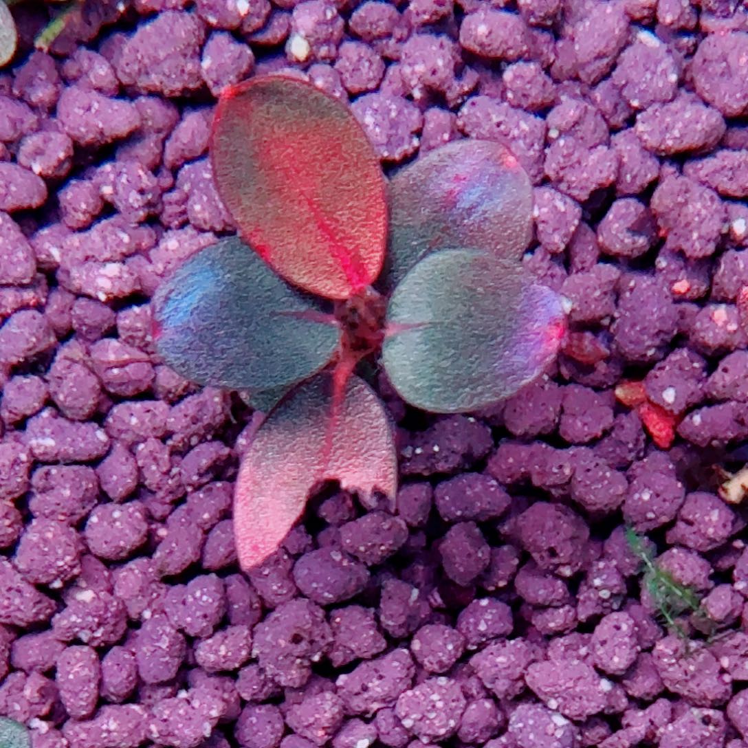 无花朵福利8福利价植物价一头