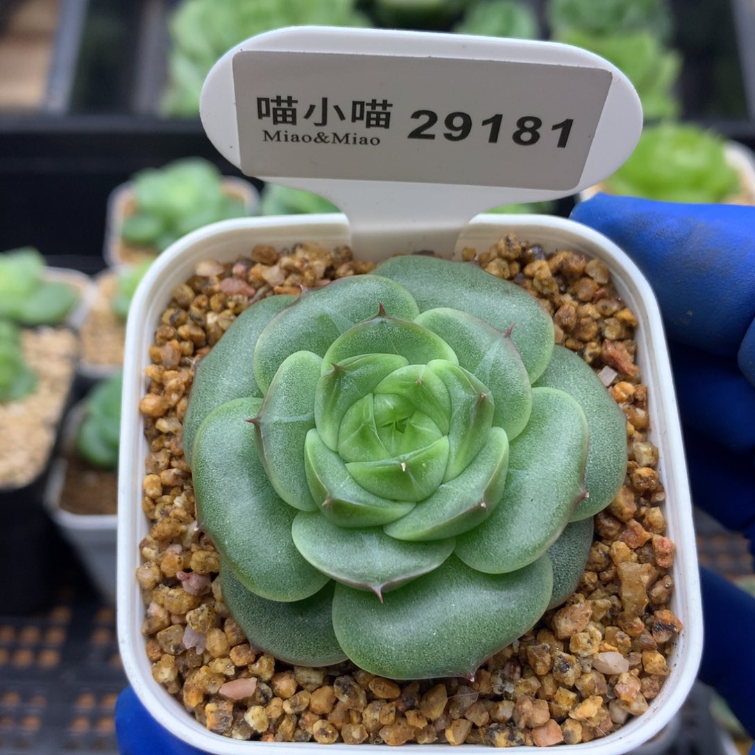 多肉植物杂交珍妮