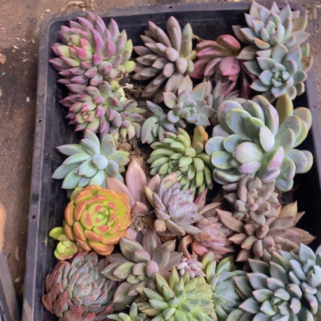 多肉植物植物多肉植物