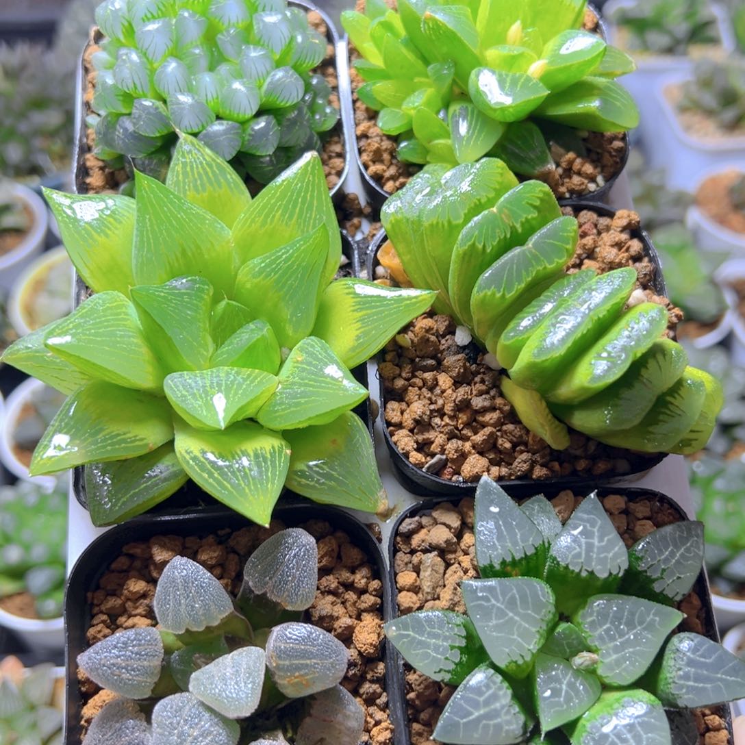 新人套餐玉露多肉6颗