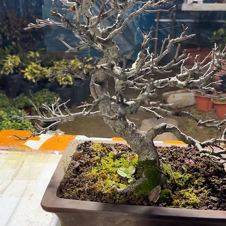 *****无花朵深山海堂2268889633