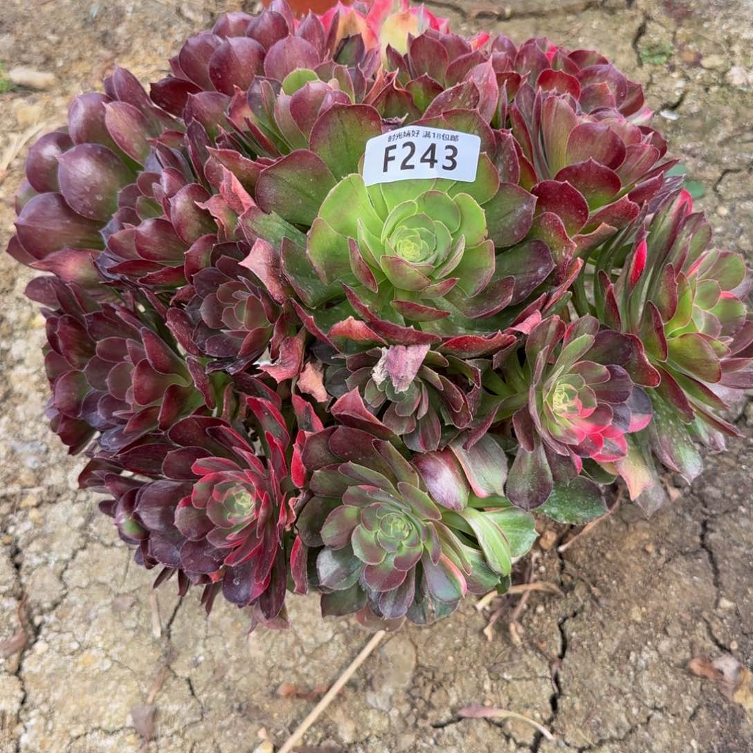 243老庄。 多肉植物