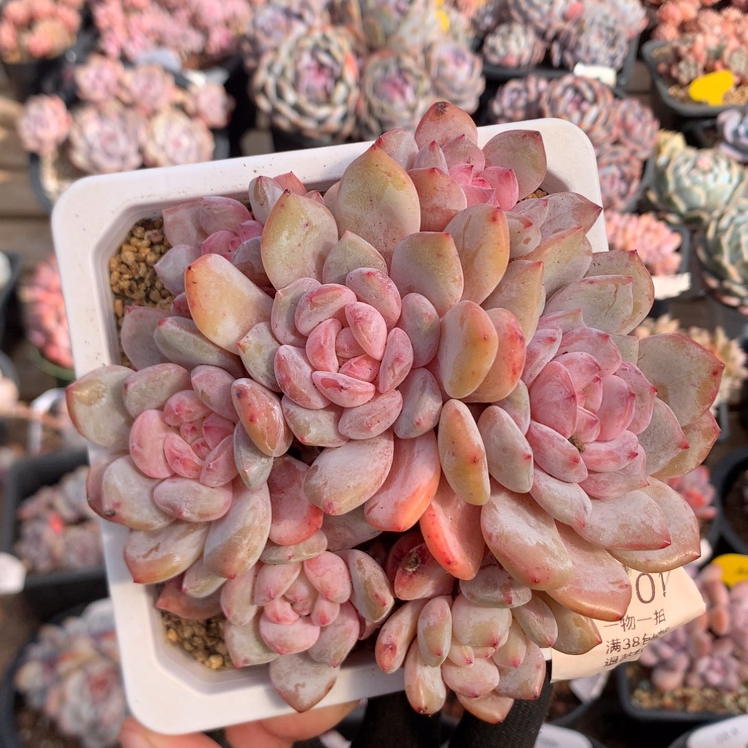 13厘米七头有砍溏心橙子 捧花 5901