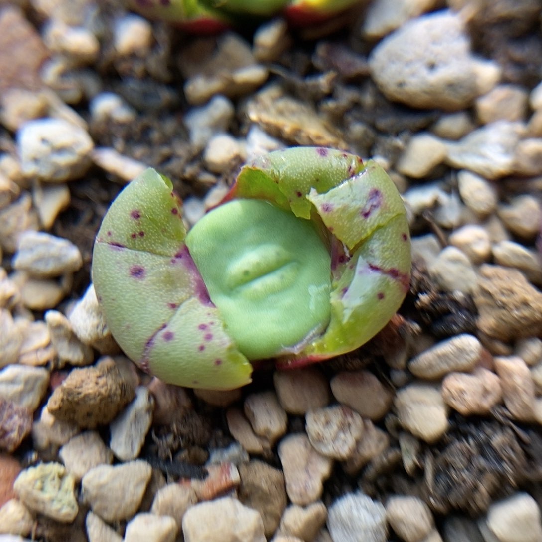 723嘴一颗两年包邮