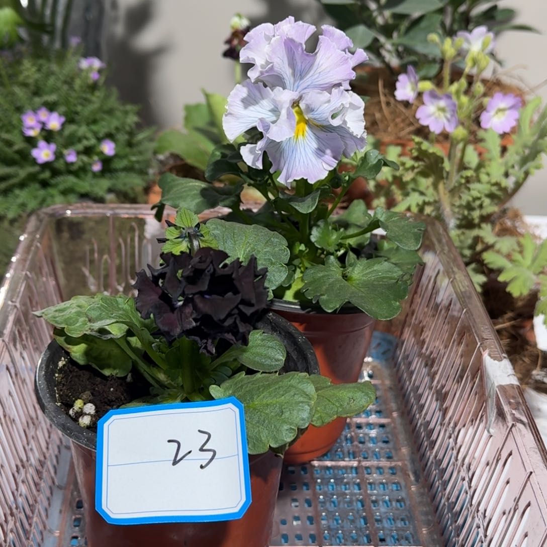 角堇        23号两盆礼服