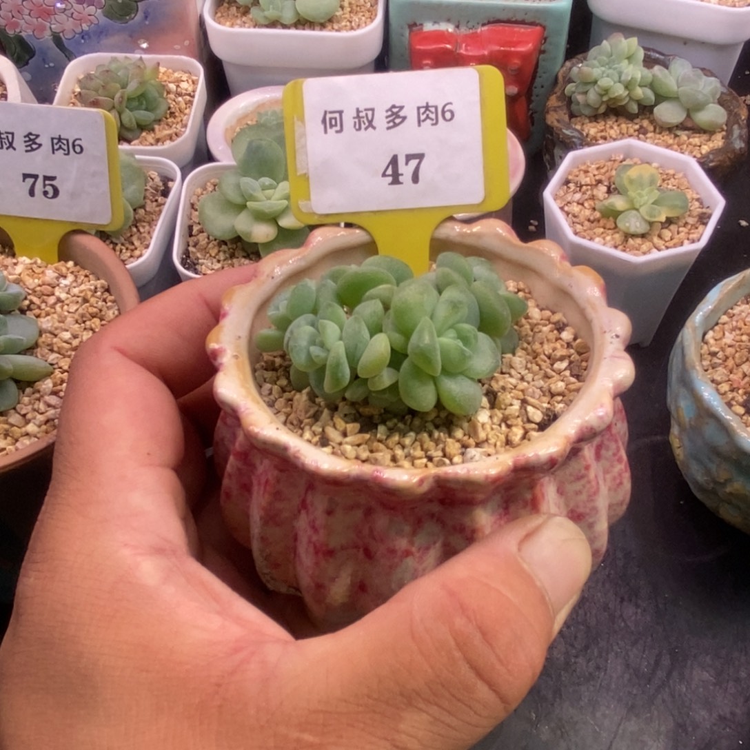 647翡翠冰，6头群福利
