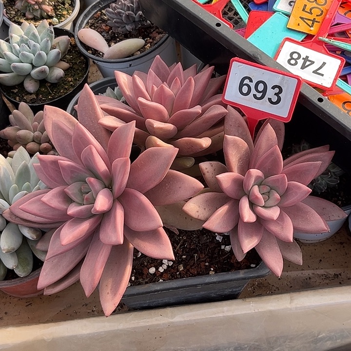 多肉植物初音群693