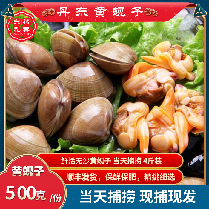 【鲜活发货】丹东黄蚬子野生鲜活大黄蚬子