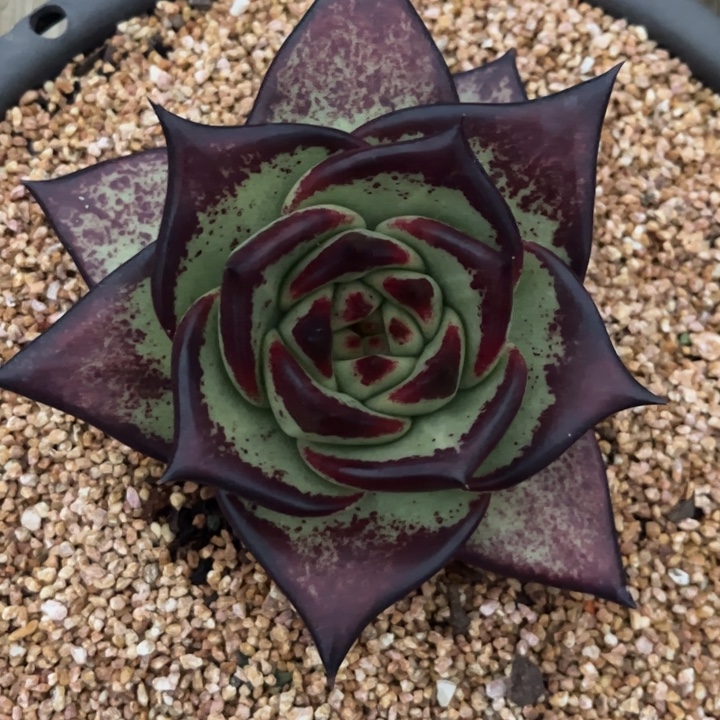 圆润宽特殊基因款111