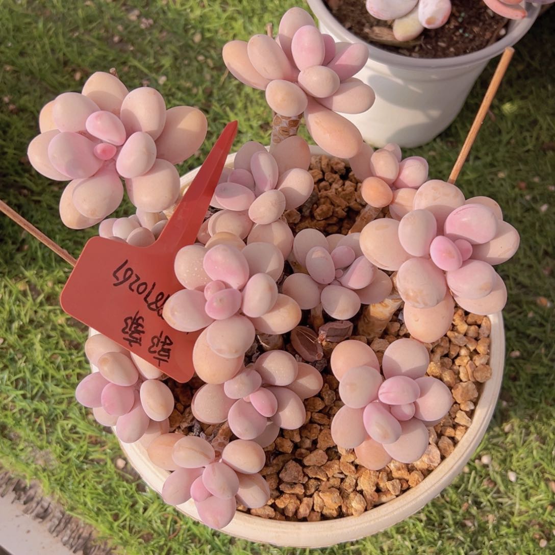 香玉等多种名贵的产品和服务于