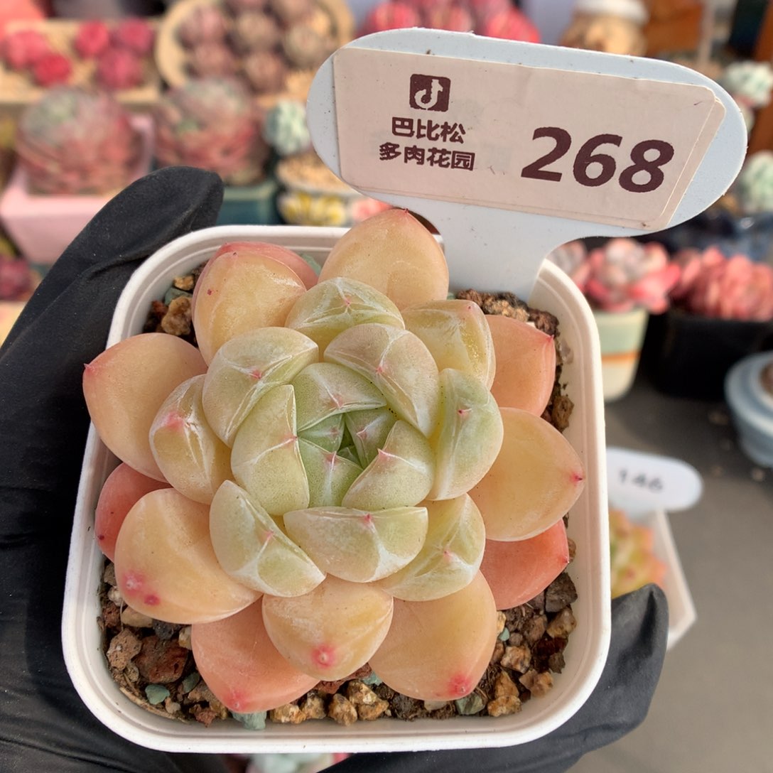  268 钻石珍妮多肉