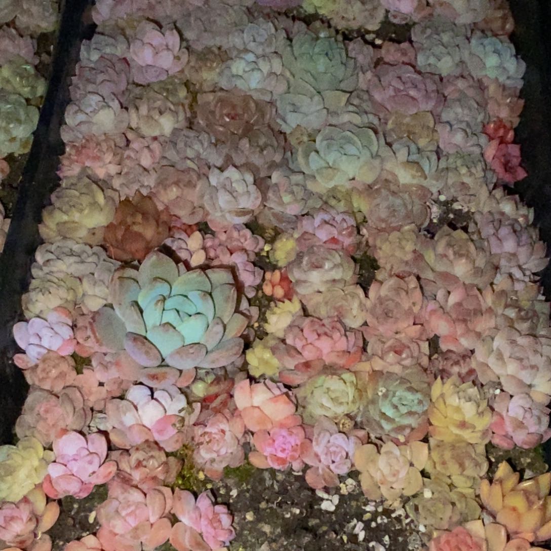 红*881多肉植物保护研究所所长助理