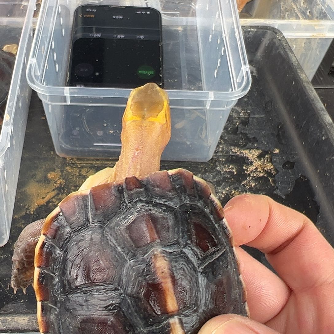 母Y**S安安安苗儿了