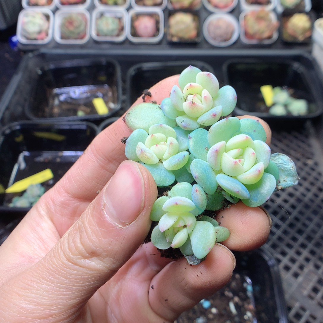 无花朵蜜糖甜心4颗yyyyy