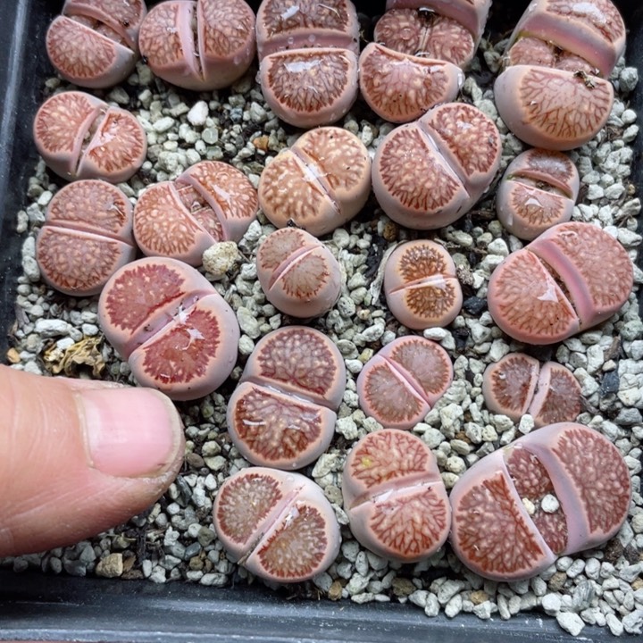 淮***猫950岛田红窗菊带盆