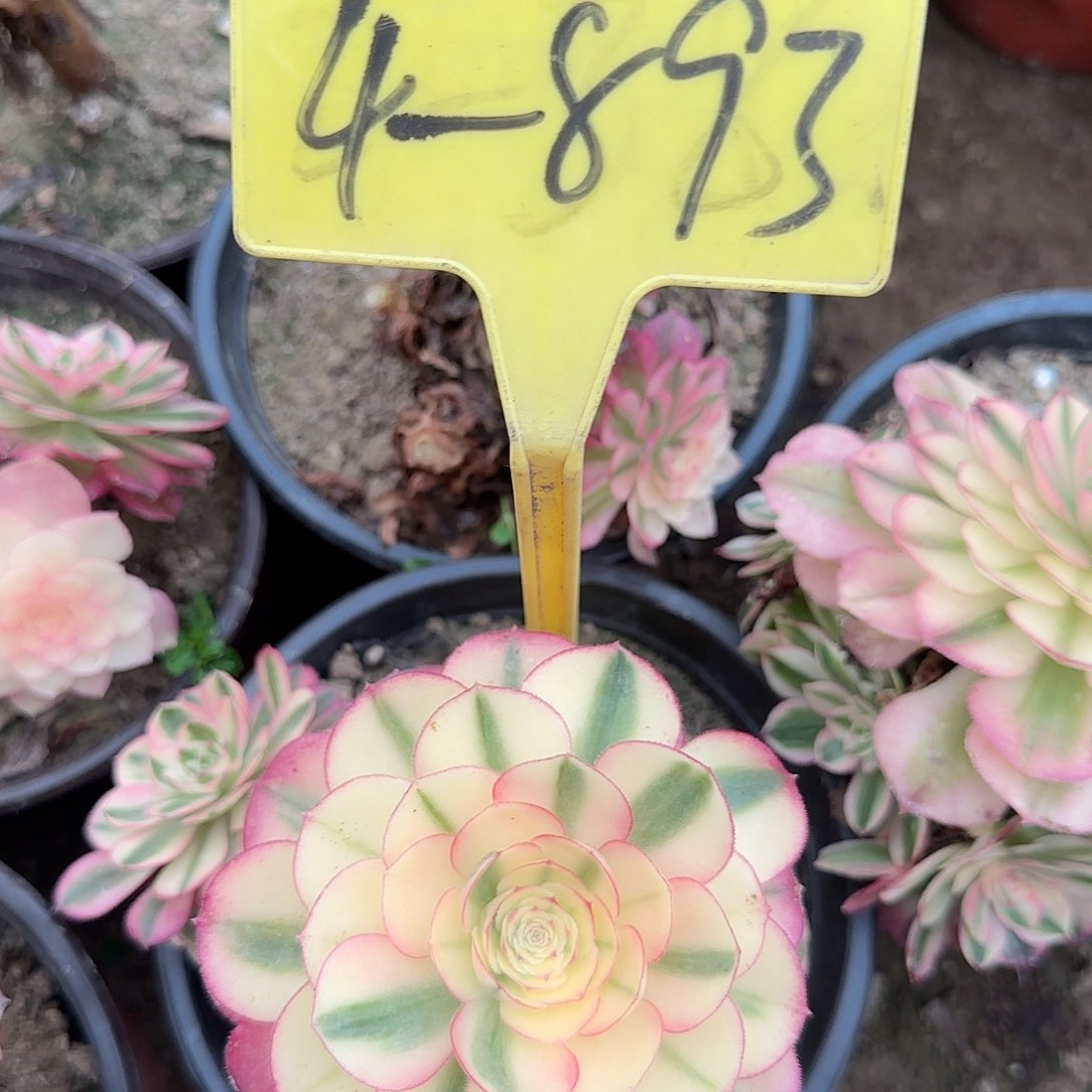 4-893---多头多肉植物