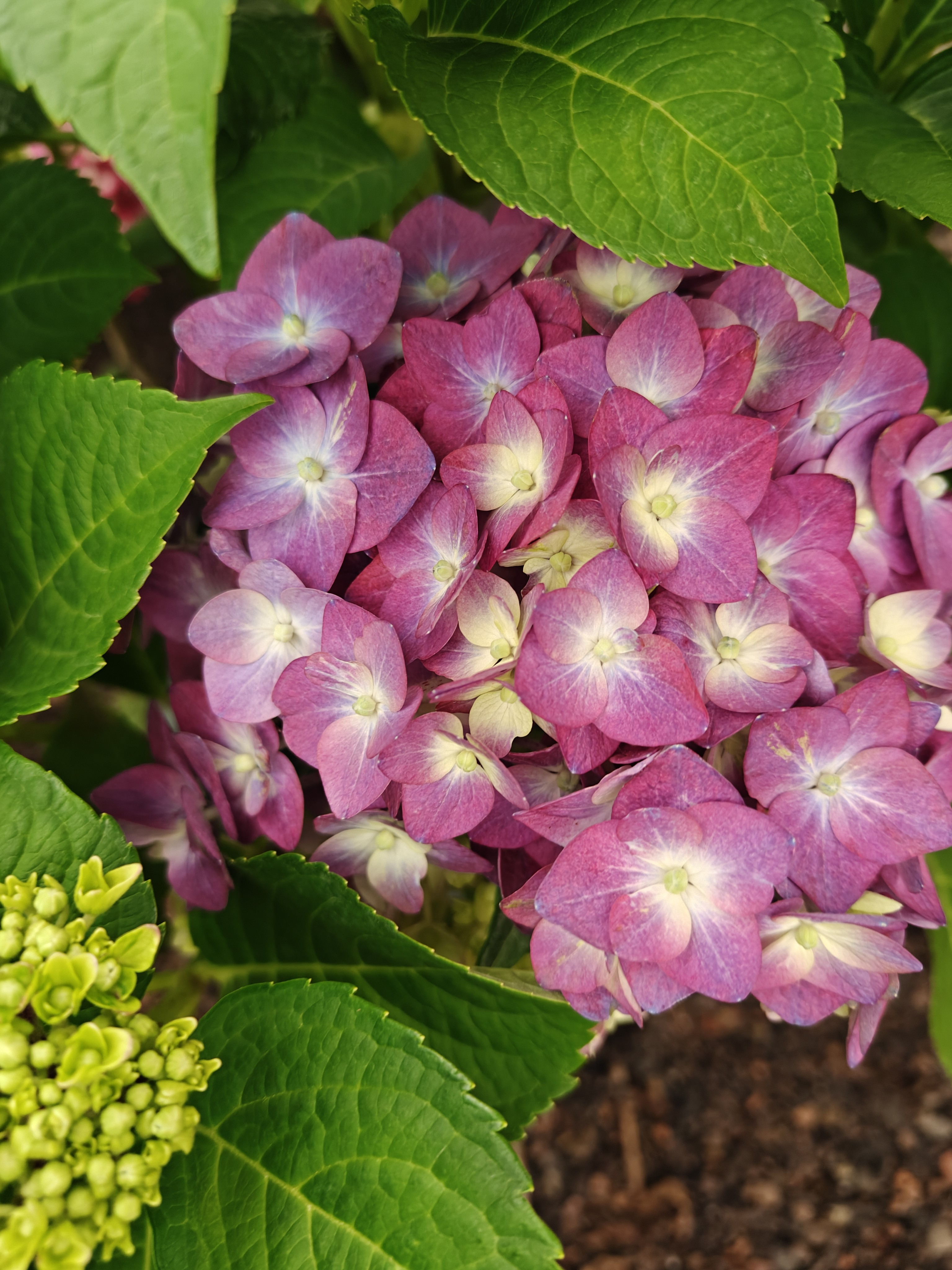 【第五代无尽夏】玫红绣球阳台庭院盆栽云南【已发货拒绝退款和拒收】