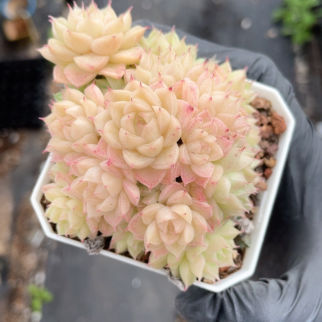 优选麦秆精品186