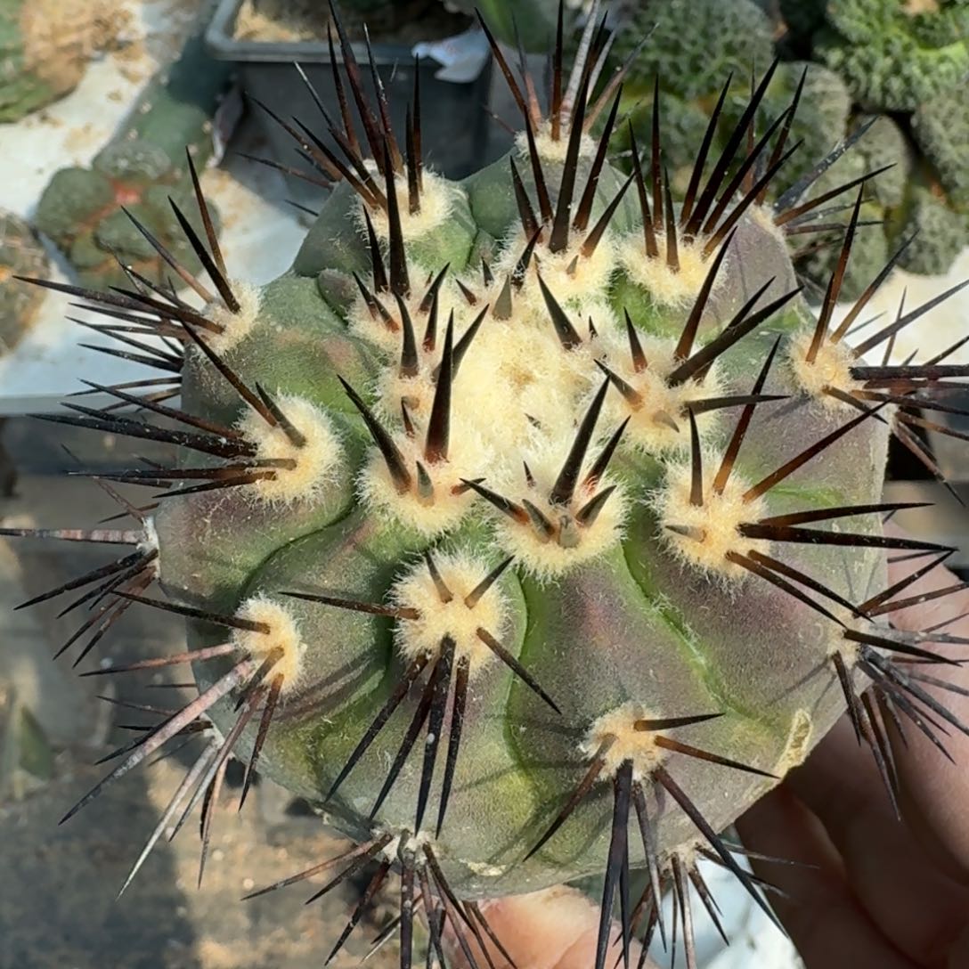 【闪购商品】原产地黑王544