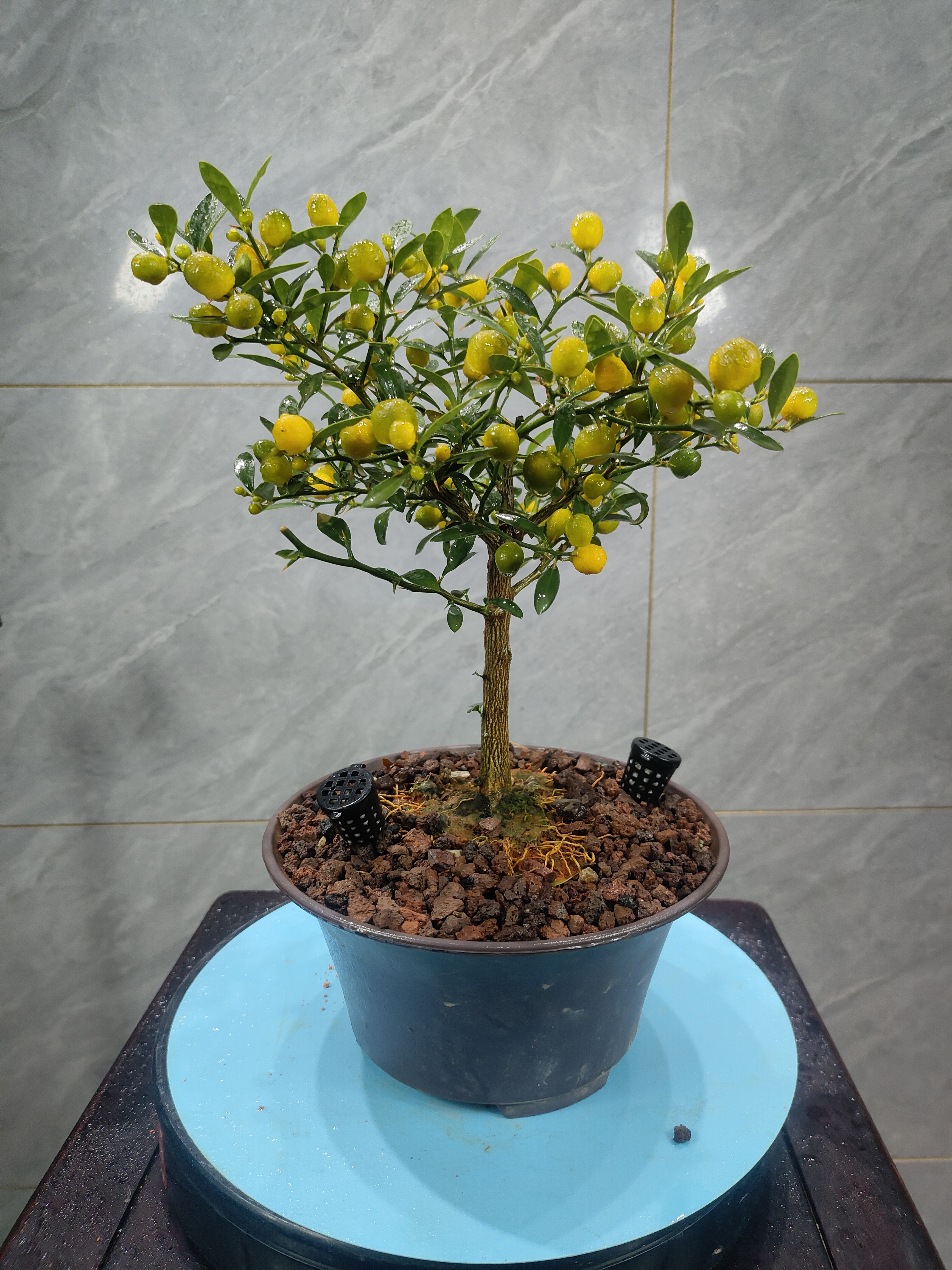 三年集美龙骨豆，四季常青，柳叶丰果品种！阳台室内外可种植！