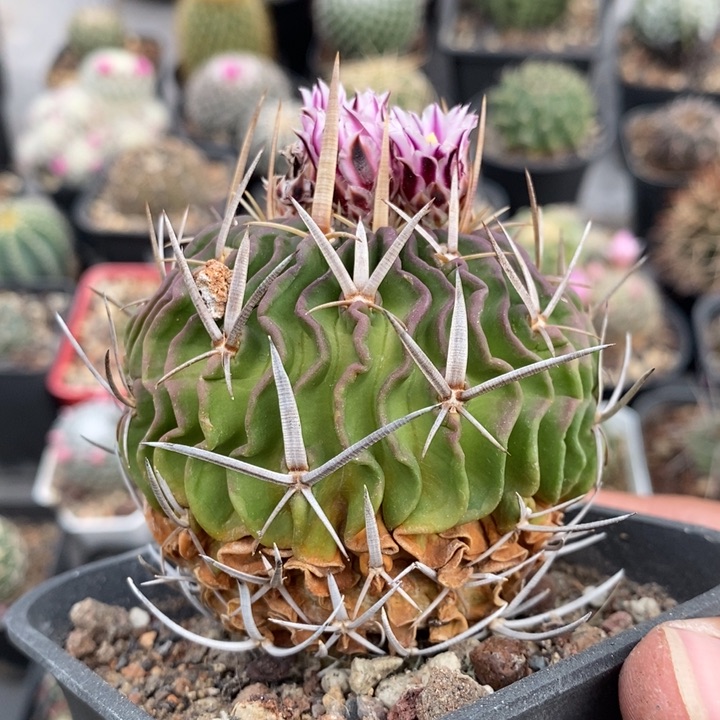 【闪购商品】560五刺玉