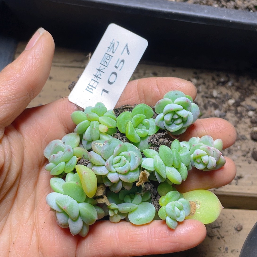 多肉植物多肉植物1057