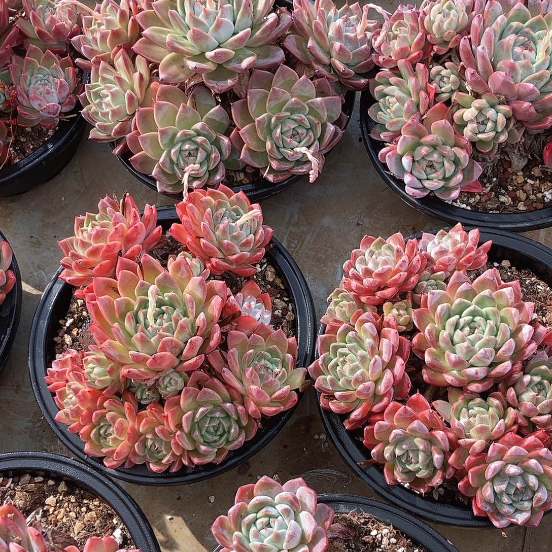 阿尔巴佳人带盆带土福利