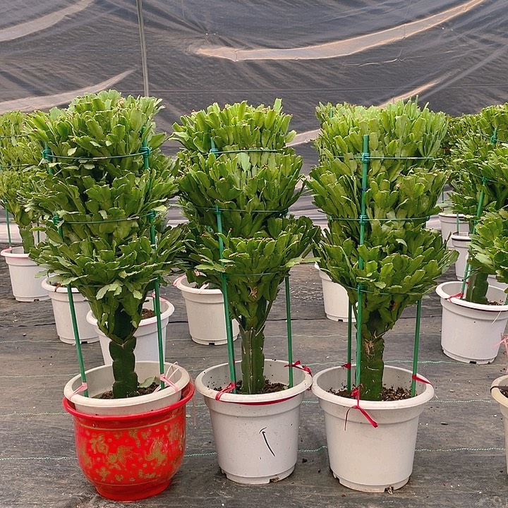 完全开放麒麟室内花卉