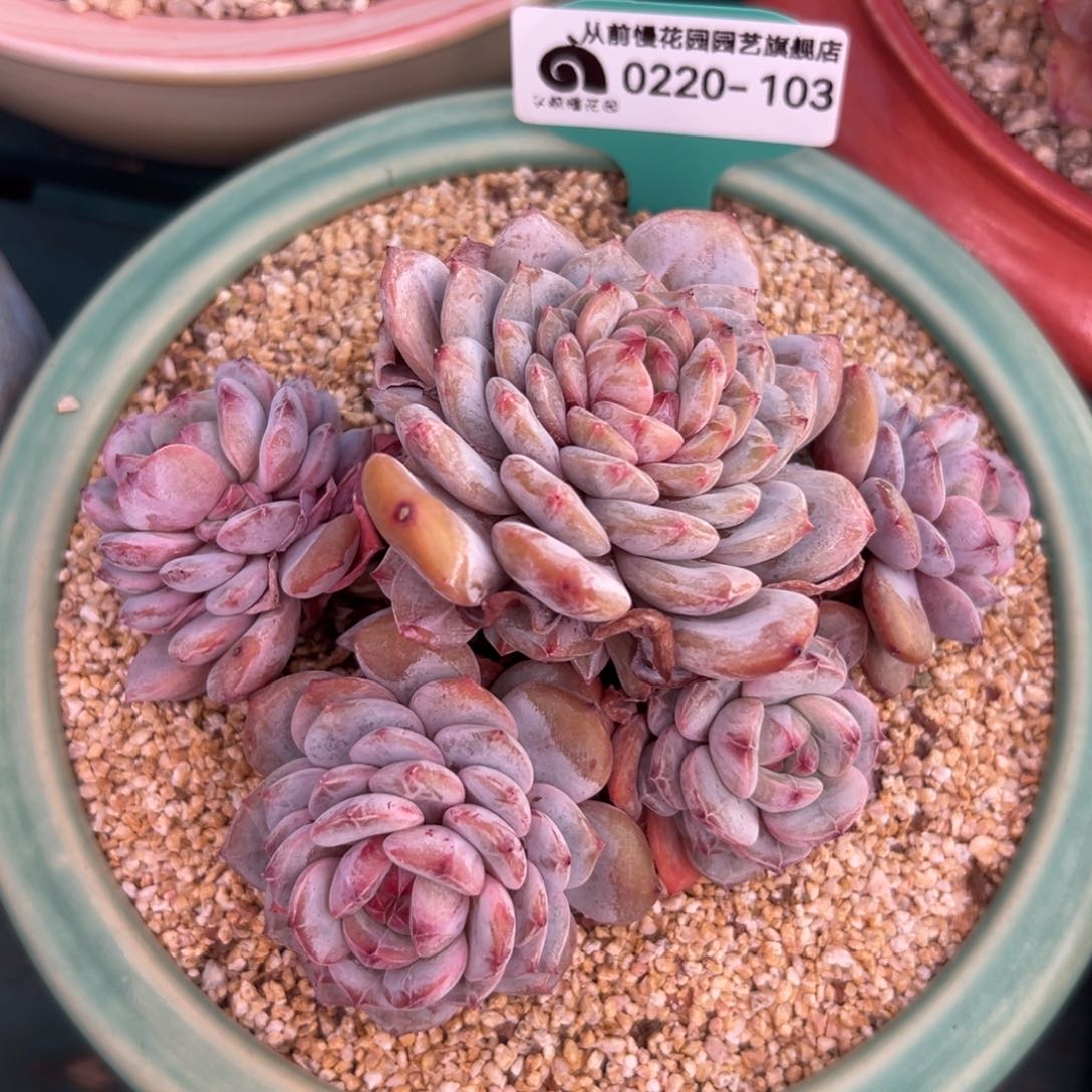 多肉一物一拍0220-103