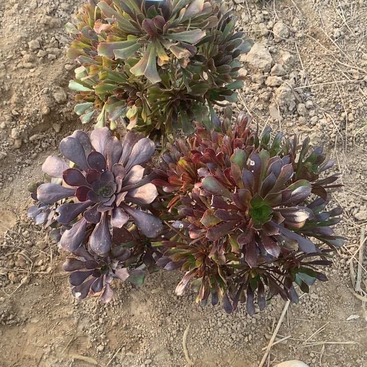 完全开放767组合套餐多肉植物