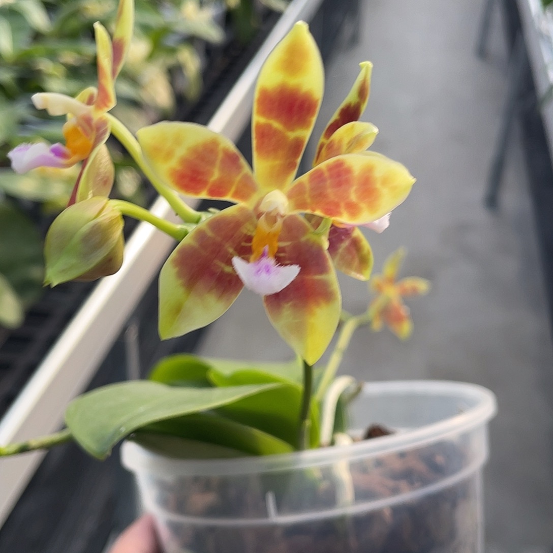 完全开放4寸鹿角盾交米库氏 开花 6号