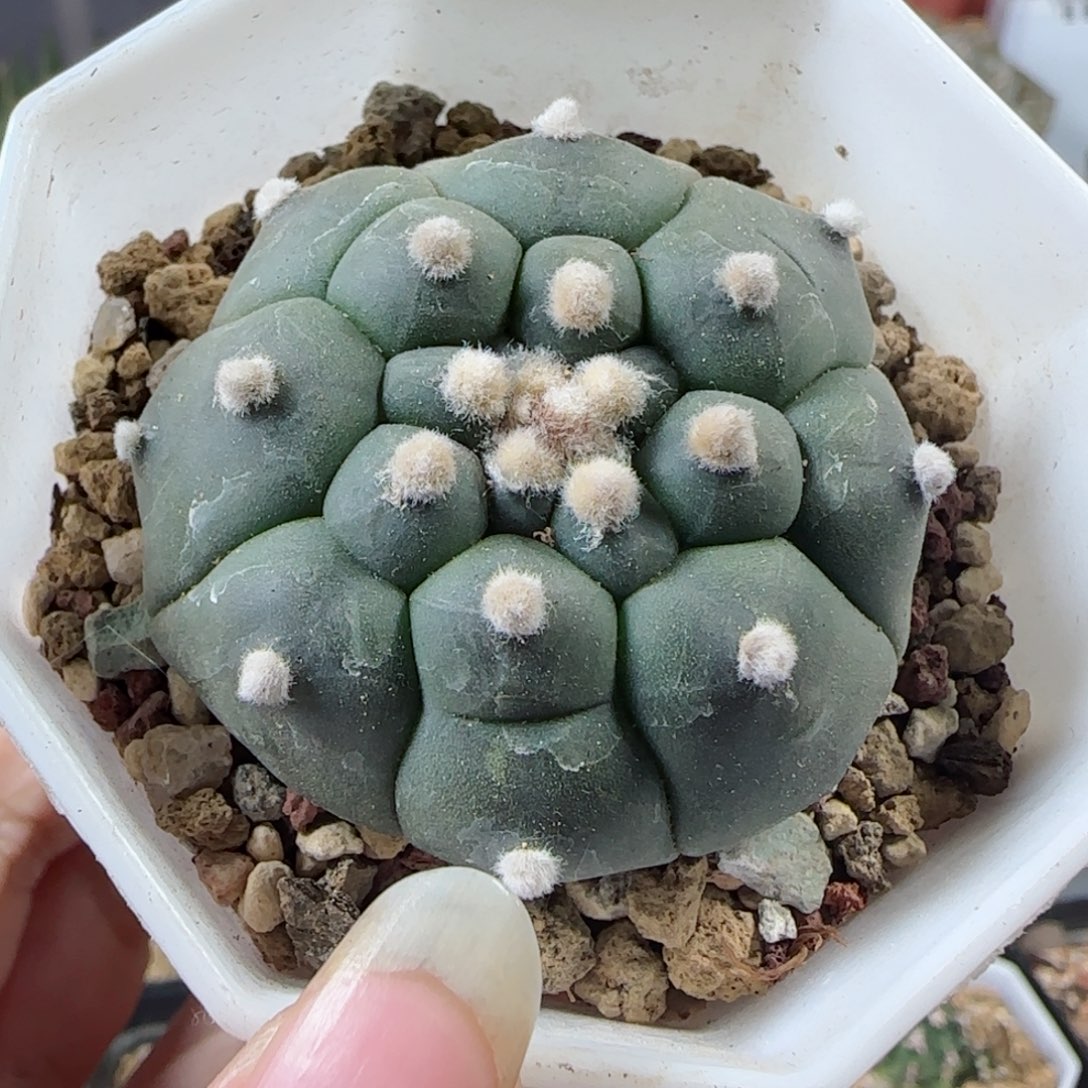 实生龟甲兜多肉4.4厘米