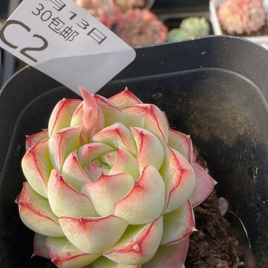 边线女王单头一颗脱土