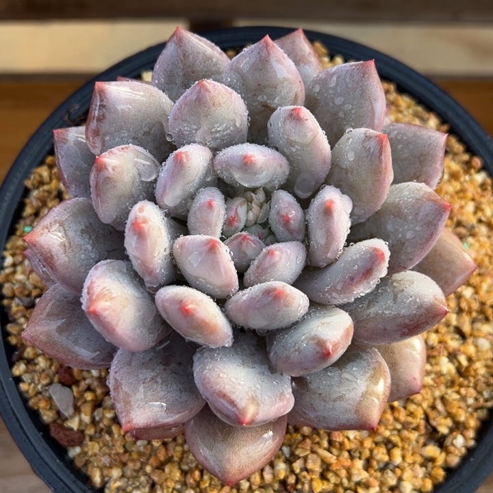 半夏 单头 多肉植物