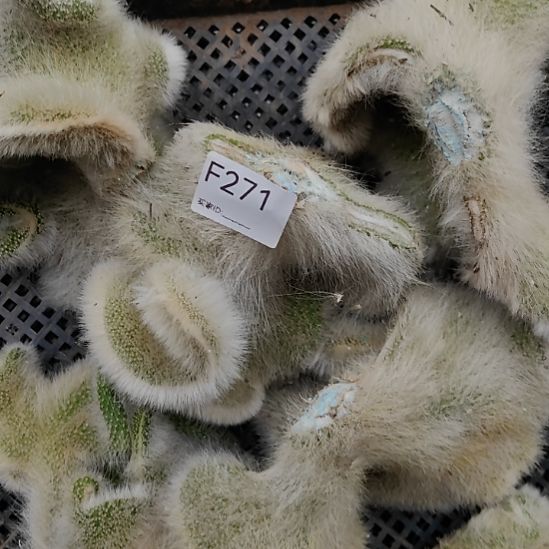 花****无花朵271缀化头一个