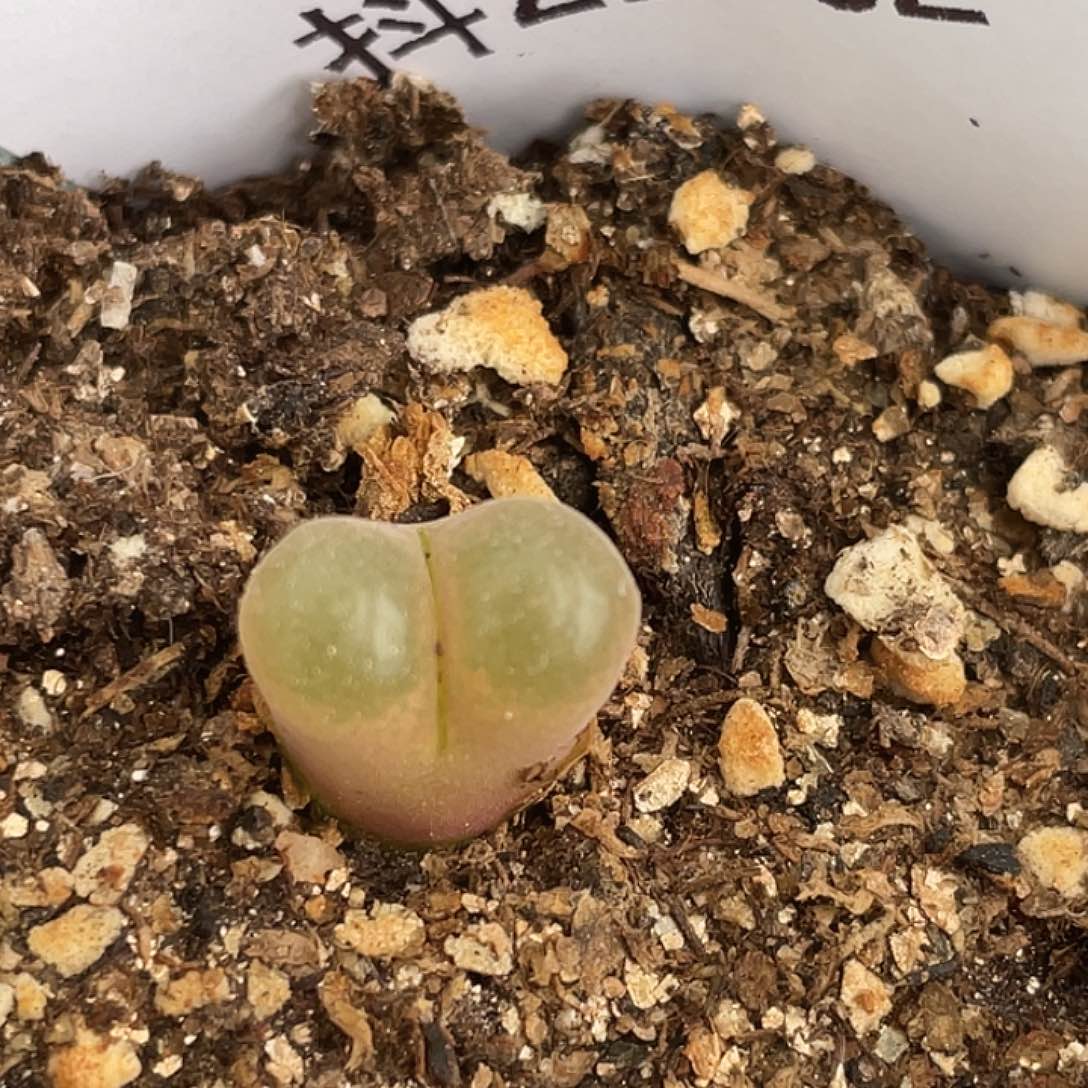 21-62风铃多肉植物