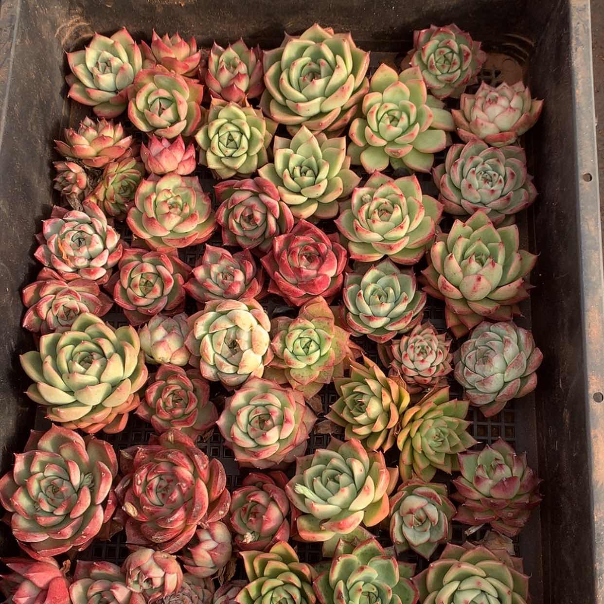 【闪购商品】云696号