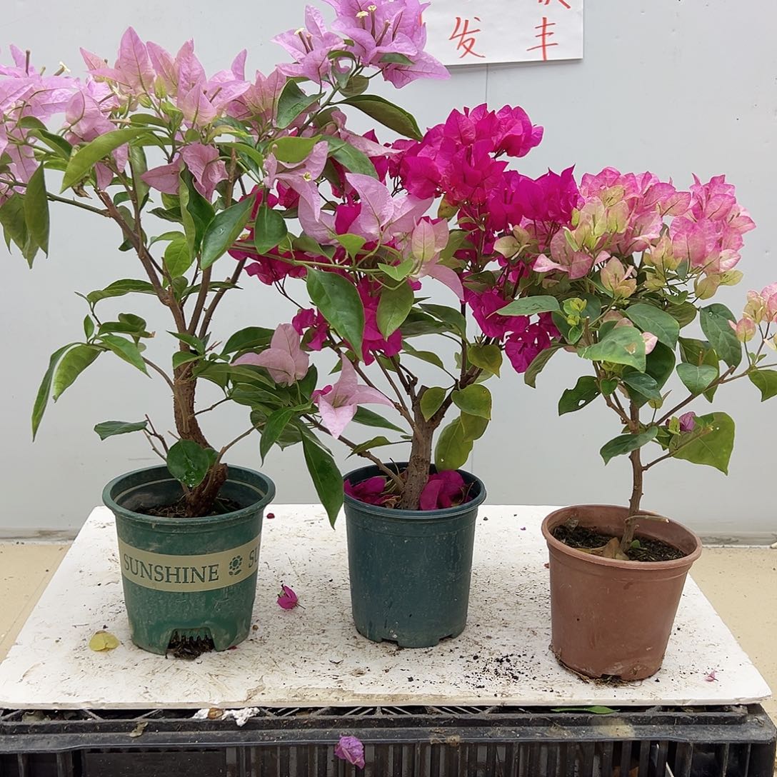 大部分花苞少量开放新加坡宫粉，黑玫瑰，五宝组合