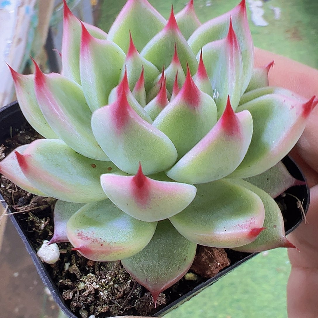 托斯卡19包邮多肉植物
