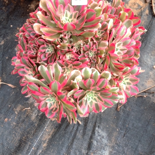 单**爸多肉植物男神477